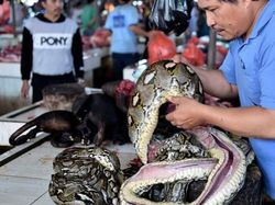 Menyantap 5 Jajanan Ekstrem Thailand Ini Serasa Uji Nyali