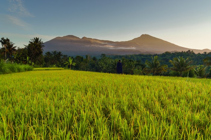 Desa wisata Tetebatu