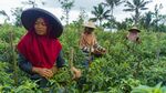 Indahnya Desa Tetebatu, Ubud-nya Lombok Jadi Wakil Indonesia di Ajang Dunia