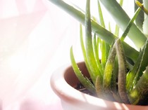 Riset BRIN: Manfaat Lidah Buaya dalam Pencegahan Stunting