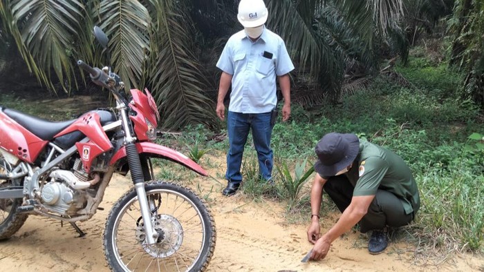 Jejak kaki harimau sumatera kembali muncul di Kabupaten Pelalawan, Riau. BBKSDA Riau, menerjunkan tim ke lokasi. (dok BBKSDA Riau)