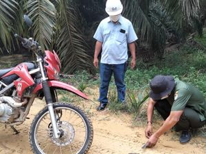 Jejak Harimau Ditemukan di Riau, Warga Diimbau Tak Pergi Sendirian