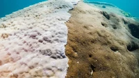 Muga Dhambi telah melewati 80 badai siklon besar dan peristiwa alam lainnya selama ratusan tahun. Saat ditemukan, 70% dari Muga Dhambi adalah coral hidup, sedangkan 30% sisanya adalah coral mati. Apabila tidak dilindungi, coral hidup di Muga Dhambi akan mati juga. (Richard Woodgett/The Conversation)