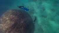 Muga Dhambi memiliki tinggi sekitar 5,3 meter dengan lebar 10,4 meter. Penyelam pun tampak kecil dibandingkan Muga Dhambi. Dalam bahasa Dalam bahasa orang Manbarra, Muga Dhambi berarti terumbu karang besar. (Richard Woodgett/The Conversation)