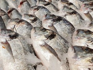 Ini Alasan Mengapa Bangkai Ikan Halal Dikonsumsi