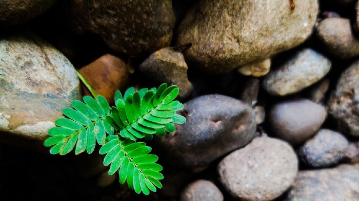 INDONESIA ; Often trampled because it is considered a weed, the Meniran plant, which has the Latin name Phyllanthus niruri, has amazing health benefits.  And it can even grow in difficult places, now living in rocky areas.