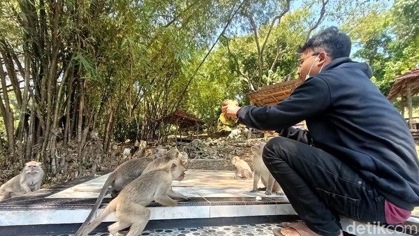 Bukan hanya itu, bagi mereka yang senang dengan binatang atau hewan, bisa menjumpai puluhan monyet. Tidak perlu khawatir, monyet-monyet ini tunduk kepada penjaga kok. (Yuda Febrian Silitonga/detikTravel)