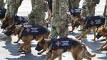 Hari Kemerdekaan, Militer Ukraina Unjuk Kekuatan