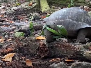 Mengerikan, Ternyata Kura-kura Raksasa Ini Terkam Burung