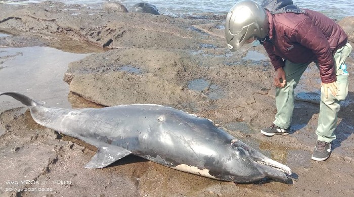 Lumba-lumba penuh luka sayatan ditemukan mati terdampar di Pantai Yeh Leh, Jembrana, Bali. (dok. Istimewa)