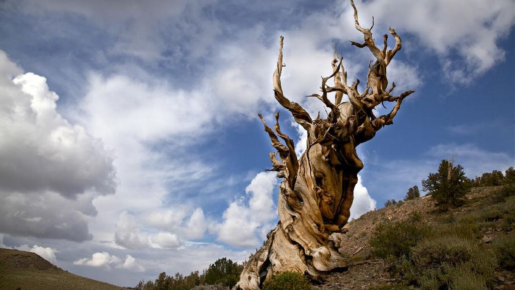 Ini 3 Pohon Tertua di Dunia, Ada yang Berusia 8.000-an Tahun