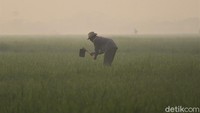 Meski matahari belum muncul, sejumlah petani sudah mulai beraktivitas.  