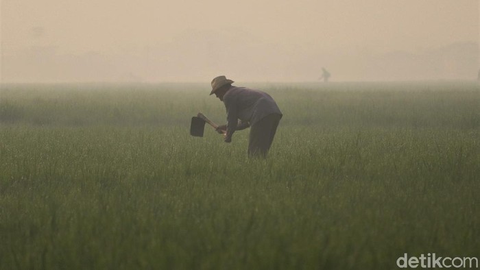 Pemandangan Area Sawah di Bandung yang Diselimuti Kabut Area persawahan di Kabupaten Bandung tampak diselimuti kabut pada pagi hari. Meski begitu, kabut tak halangi para petani untuk tetap bekerja di sawah.