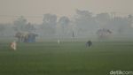 Foto: Area Persawahan di Bandung Diselimuti Kabut Pagi Ini
