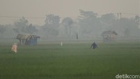 Para petani itu, datang ke sawahnya untuk merawat tanaman padinya.