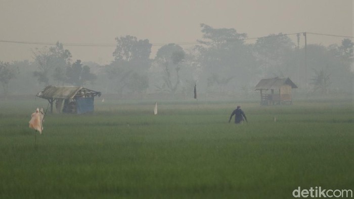 Area persawahan di Kabupaten Bandung tampak diselimuti kabut pada pagi hari. Meski begitu, kabut tak halangi para petani untuk tetap bekerja di sawah.