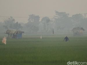 Luas Lahan Panen Menciut, Produksi Padi Aman?