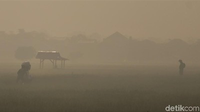 Foto: Area Persawahan di Bandung Diselimuti Kabut Pagi Ini