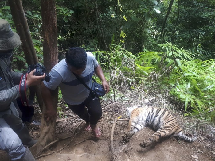 TIGA EKOR HARIMAU SUMATERA MATI AKIBAT JERATAN BABI Dua ekor harimau Sumatera (Panthera tigris sumatrae) ditemukan mati di kawasan hutan Gampong Ibuboeh, Kecamatan Meukek, Aceh Selatan, Aceh, Rabu (25/8/2021). Sebanyak tiga ekor Harimau Sumatera yang terdiri dari satu ekor induk harimau dan dua anak harimau (satu betina dan satu jantan) ditemukan mati diduga akibat terkena jeratan babi. ANTARA FOTO/Hasan/Lmo/foc.