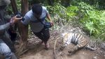 Waduh! 3 Harimau Sumatera Mati Akibat Jebakan Babi