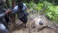 Petugas mengambil foto bangkai harimau Sumatera (Panthera tigris sumatrae) yang ditemukan mati di kawasan hutan Gampong Ibuboeh, Kecamatan Meukek, Aceh Selatan, Aceh, Rabu (25/8/2021). Satu harimau terpisah dari dua lainnya.