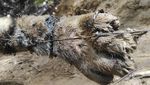 Waduh! 3 Harimau Sumatera Mati Akibat Jebakan Babi