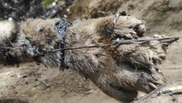 Kondisi kaki harimau Sumatera (Panthera tigris sumatrae) yang ditemukan mati di kawasan hutan Gampong Ibuboeh, Kecamatan Meukek, Aceh Selatan, Aceh, Rabu (25/8/2021).