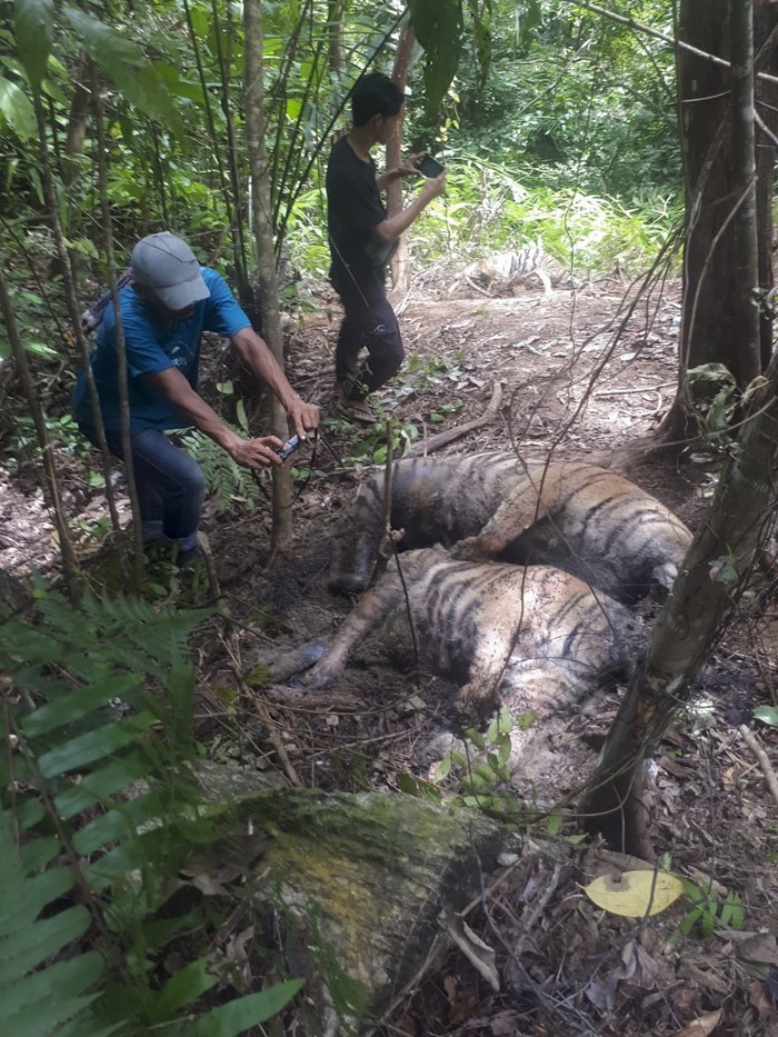 TIGA EKOR HARIMAU SUMATERA MATI AKIBAT JERATAN BABI Dua ekor harimau Sumatera (Panthera tigris sumatrae) ditemukan mati di kawasan hutan Gampong Ibuboeh, Kecamatan Meukek, Aceh Selatan, Aceh, Rabu (25/8/2021). Sebanyak tiga ekor Harimau Sumatera yang terdiri dari satu ekor induk harimau dan dua anak harimau (satu betina dan satu jantan) ditemukan mati diduga akibat terkena jeratan babi. ANTARA FOTO/Hasan/Lmo/foc.