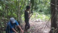 Sebanyak tiga ekor Harimau Sumatera yang terdiri dari satu ekor induk harimau dan dua anak harimau (satu betina dan satu jantan) ditemukan mati diduga akibat terkena jeratan babi.