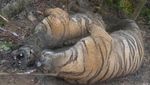 Waduh! 3 Harimau Sumatera Mati Akibat Jebakan Babi