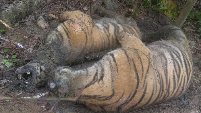 TIGA EKOR HARIMAU SUMATERA MATI AKIBAT JERATAN BABI Dua ekor harimau Sumatera (Panthera tigris sumatrae) ditemukan mati di kawasan hutan Gampong Ibuboeh, Kecamatan Meukek, Aceh Selatan, Aceh, Rabu (25/8/2021). Sebanyak tiga ekor Harimau Sumatera yang terdiri dari satu ekor induk harimau dan dua anak harimau (satu betina dan satu jantan) ditemukan mati diduga akibat terkena jeratan babi. ANTARA FOTO/Hasan/Lmo/foc.