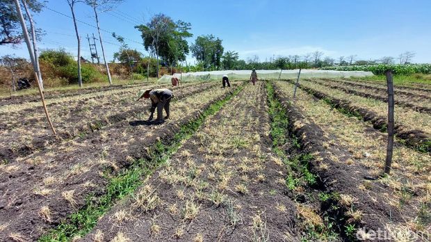 ulat serang tanaman bawang di probolinggo