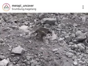 Viral Kawanan Kera Turun di Lereng Merapi, Begini Analisis Balai TNGM