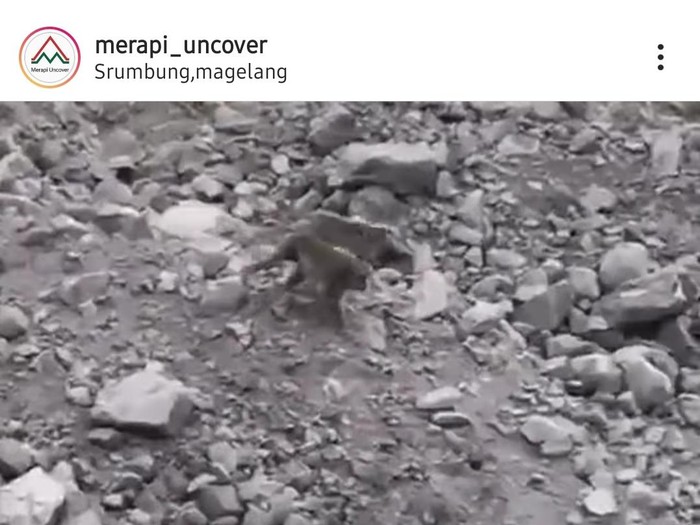 Video kera di lereng Gunung Merapi, Rabu (25/82021
