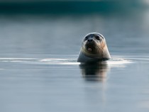 Di Balik Aksi Gemoy Tepuk Perut Anjing Laut, Ternyata Ada Isyarat Mematikan