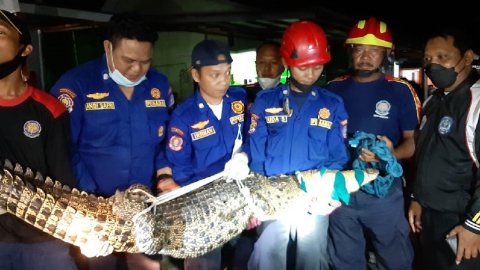Buaya muncul di permukiman warga di Bontang, Kaltim. (dok. Istimewa)