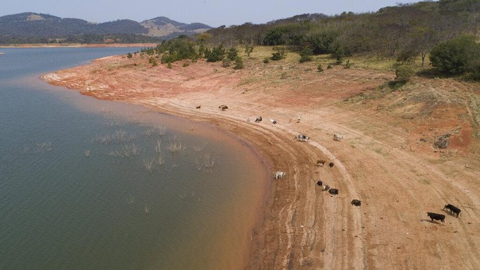 Dilanda Kekeringan, Bendungan di Brasil Terus Menyusut A capybara jumps into the Jaguari dam, which is part of the Cantareira System, responsible for providing water to the Sao Paulo metropolitan area, in Braganca Paulista, Brazil, Wednesday, Aug. 25, 2021. Water levels plunged during the drought season, bringing concerns about the water supply to the largest Brazilian metropolitan area. (AP Photo/Andre Penner)