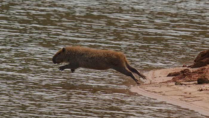A capybara jumps into the Jaguari dam, which is part of the Cantareira System, responsible for providing water to the Sao Paulo metropolitan area, in Braganca Paulista, Brazil, Wednesday, Aug. 25, 2021. Water levels plunged during the drought season, bringing concerns about the water supply to the largest Brazilian metropolitan area. (AP Photo/Andre Penner)