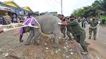 Menengok Evakuasi Anak Gajah Sumatera di Jambi