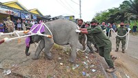 Balai Konservasi Sumber Daya Alam (BKSDA) Jambi bersama beberapa pihak mengevakuasi seekor anak gajah yang telah tertinggal sendiri dari kelompok besarnya.