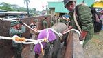 Menengok Evakuasi Anak Gajah Sumatera di Jambi