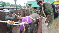 Diketahui anak gajah ini telah berpisah dari kelompoknya hingga delapan bulan lebih di Tanjungjabung Barat.