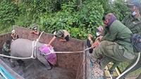 Nantinya anak gajah ini akan ditranslokasi ke kelompoknya di Bentang Alam Bukit Tigapuluh, Tebo. 