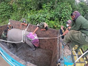 Menengok Evakuasi Anak Gajah Sumatera di Jambi
