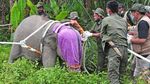 Menengok Evakuasi Anak Gajah Sumatera di Jambi