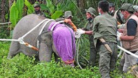 Petugas Balai Konservasi Sumber Daya Alam (BKSDA) Jambi mengevakuasi seekor anak gajah Sumatera (Elephas maximus sumatranus) korban jerat di Tungkal Ulu, Tanjungjabung Barat, Jambi, Rabu (25/8/2021). 