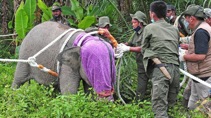 Petugas Balai Konservasi Sumber Daya Alam (BKSDA) Jambi mengevakuasi seekor anak gajah Sumatera (Elephas maximus sumatranus) korban jerat di Tungkal Ulu, Tanjungjabung Barat, Jambi, Rabu (25/8/2021). Balai Konservasi Sumber Daya Alam (BKSDA) Jambi bersama beberapa pihak mengevakuasi seekor anak gajah yang telah tertinggal sendiri dari kelompok besarnya hingga delapan bulan lebih di Tanjungjabung Barat untuk ditranslokasi ke kelompoknya di Bentang Alam Bukit Tigapuluh, Tebo. ANTARA FOTO/Wahdi Septiawan/foc.