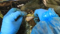 Proses nekropsi seperti pengukuran gigi dan pengambilan isi alat pencernaan tersebut dilakukan untuk uji laboratorium dalam proses penyelidikan penyebab kematian harimau.