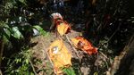 Begini Proses Nekropsi Harimau Mati di Aceh Selatan