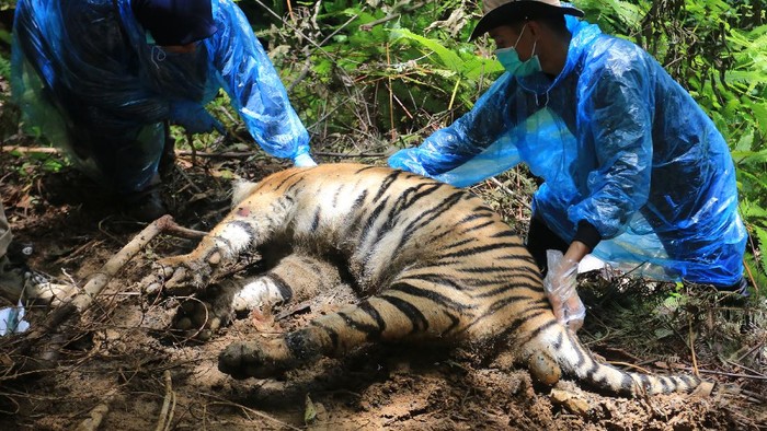 EVAKUASI BANGKAI HARIMAU KE KANTOR TNGL Petugas gabungan dari BKSDA Aceh, Forum Konservasi Leuser (FKL) dan Wildlife Conservation Society (WCS), Polhut dan Personel Kepolisian Polres Aceh Selatan membawa bangkai harimau sumatera yang mati terjerat untuk dievakuasi di Kawasan Ekosistem Leuser (KEL) Desa Ibuboh, Kecamatan Meukek, Aceh Selatan, Aceh, Kamis (26/8/2021). Sebanyak tiga ekor bangkai Harimau Sumatera yang mati di Kawasan Ekositem Leuser (KEL) di evakuasi ke kantor Taman Nasional Gunung Leuser (TNGL) Aceh Selatan untuk penyelidikan lebih lanjut. ANTARA FOTO/Syifa Yulinnas/hp.